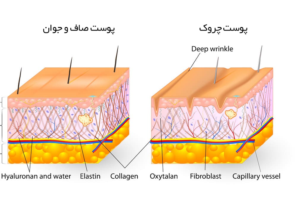 کلاژن و پوست
